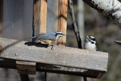 Glenmore_April2019_7